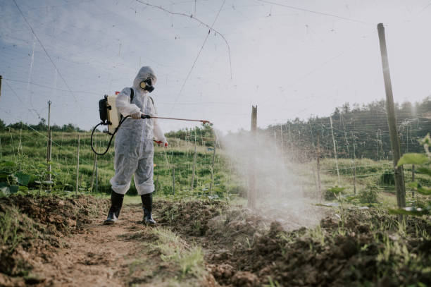 Best Ant Control Services  in Sheldon, TX