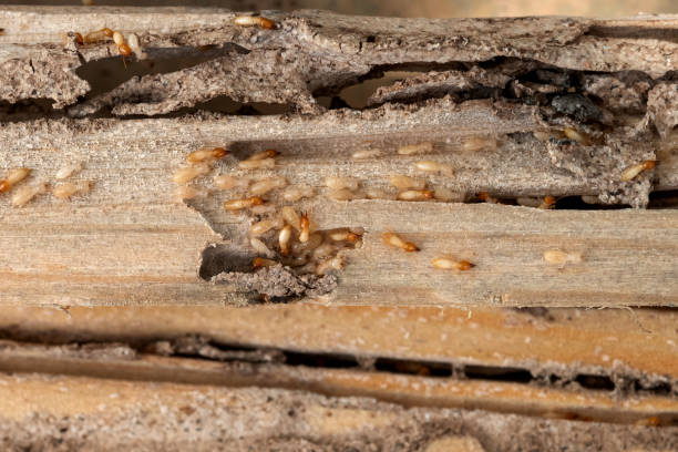 Best Local Pest Control Services  in Sheldon, TX
