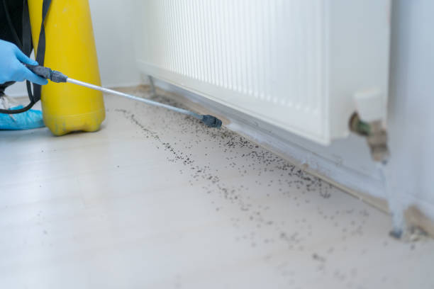 Best Mosquito Control Services  in Sheldon, TX